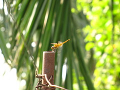 Urothemis signata