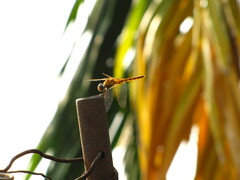 Urothemis signata