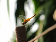 Urothemis signata