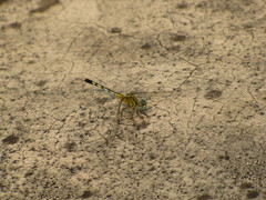Diplacodes trivialis