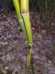 Phyllostachys aureosulcata