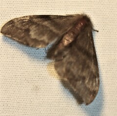 Panacela syntropha