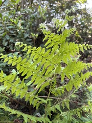 Microlepia nepalensis