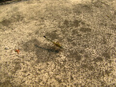 Diplacodes trivialis