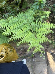 Microlepia nepalensis