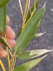 Phyllostachys aureosulcata