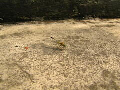 Diplacodes trivialis