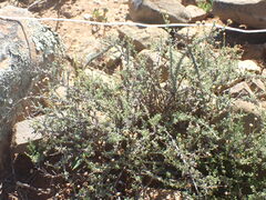 Pentzia incana
