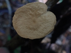 Marasmiellus tricolor