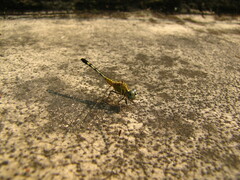 Diplacodes trivialis
