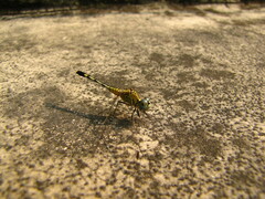 Diplacodes trivialis