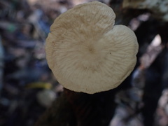 Marasmiellus tricolor