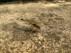 Diplacodes trivialis