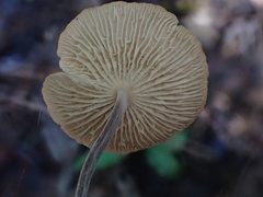 Marasmiellus tricolor