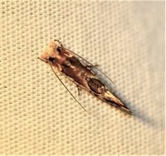 Moerarchis inconcisella