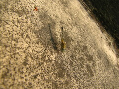 Diplacodes trivialis