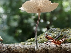 Marasmiellus tricolor