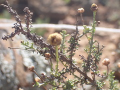Pentzia incana