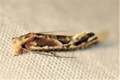 Moerarchis inconcisella