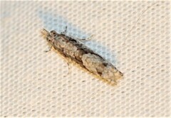 Holocola thalassinana