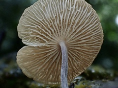 Marasmiellus tricolor