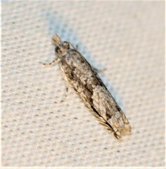 Holocola thalassinana