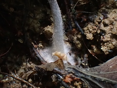 Marasmiellus tricolor