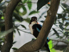 Halcyon smyrnensis