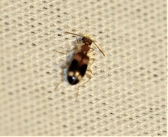 Stricticomus
