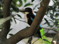 Halcyon smyrnensis