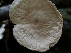 Marasmiellus tricolor