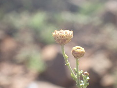 Pentzia incana