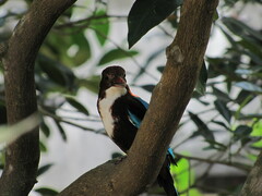Halcyon smyrnensis