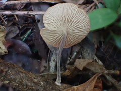 Marasmiellus tricolor