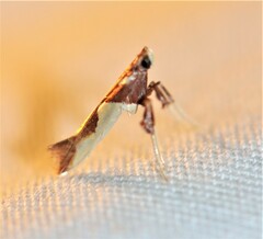 Caloptilia xanthopharella