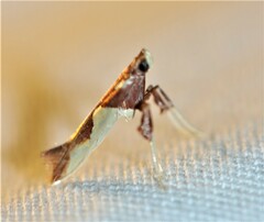 Caloptilia xanthopharella