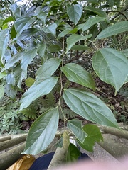 Celtis tetrandra