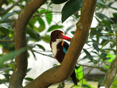 Halcyon smyrnensis