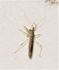 Nabis kinbergii