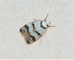 Chezala brachypepla