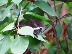 Papilio polytes