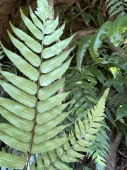 Gymnosphaera podophylla