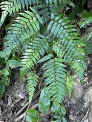 Gymnosphaera podophylla