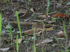Papilionoidea