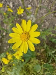 Senecio vernalis