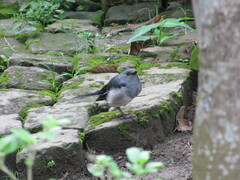Aves