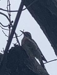 Sphyrapicus varius
