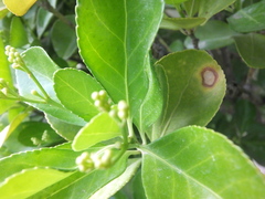 Pseudocercospora destructiva