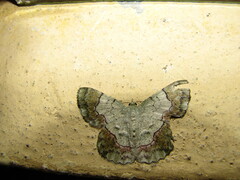 Lepidoptera