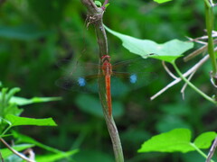 Tholymis tillarga